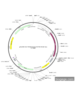pEnCMV-HA-TP53(human)-R273H-SV40-Neo