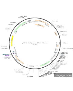 pLVX-U6-Cdc20(mouse)-shRNA1-PGK-Puro