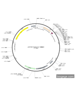 pINFUSE-hIgG2-Fc2（改造过）