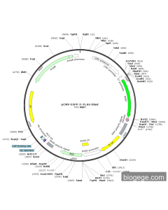 pCMV-EGFP-3×FLAG-Blast