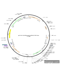 pLVX-U6-Cdc20(mouse)-shRNA2-PGK-Puro