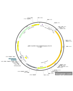 pBiFC-EnCMV-FLAG-NTRK2(human)-VN173