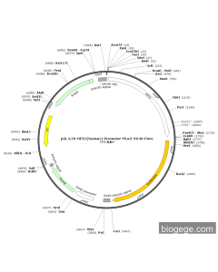pGL4.20-HES1(human)-Promoter-Fluc2-SV40-Puro
