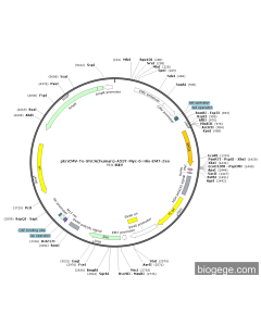 pEnCMV-To-SNCA(human)-A53T-Myc-6×His-EM7-Zeo