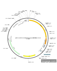 pBiFC-EnCMV-HA-SMAD3(human)(1synonymous mutations)-VC155
