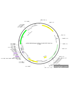 pGPU6-SMAD4(human)-shRNA1-EnCMV-EGFP-SV40-Neo
