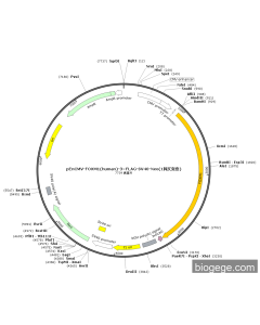 pEnCMV-FOXM1(human)-3×FLAG-SV40-Neo(1synonymous mutations)