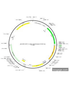 pEnCMV-EGFP-2×Linker-GPX4(human)-SV40-Neo