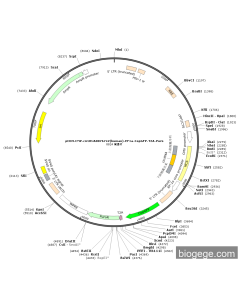 pCDH-CMV-circRNA0076742(human)-EF1a-CopGFP-T2A-Puro