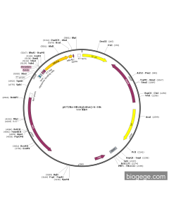 pET28a-HBcAg(virus)-6×His