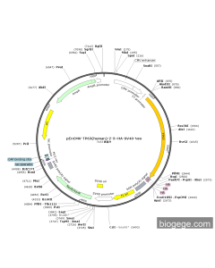 pEnCMV-TP63(human)-2-3×HA-SV40-Neo