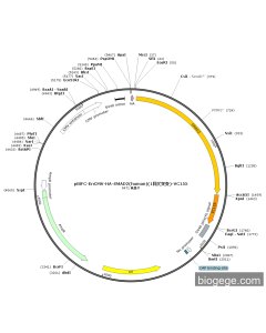 pBiFC-EnCMV-HA-SMAD2(human)(1synonymous mutations)-VC155