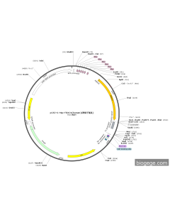 pCS2-6×Myc-FBXO4(human)(密码子优化)