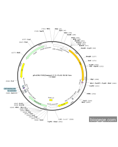 pEnCMV-PGD(human)-2-3×FLAG-SV40-Neo