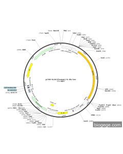 pCMV-KLHL5(human)-8×His-Neo