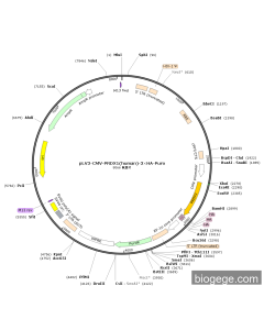 pLV3-CMV-PRDX1(human)-3×HA-Puro