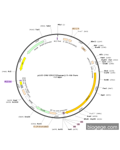 pLV3-CMV-ERCC2(human)-3×HA-Puro