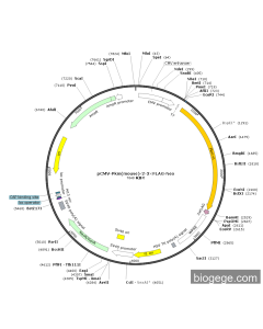 pCMV-Pkm(mouse)-2-3×FLAG-Neo