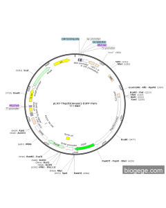 pLV3-Tfap2b(mouse)-EGFP-Puro