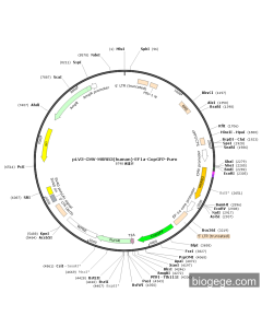 pLV3-CMV-MSRB3(human)-EF1a-CopGFP-Puro