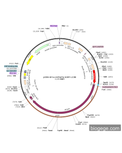 pLV3-EF1a-mCherry-dCas9-VP64