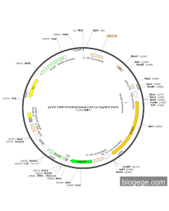 pLV3-CMV-KCNA5(human)-EF1a-CopGFP-Puro