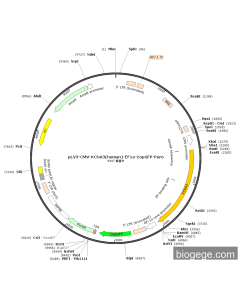 pLV3-CMV-KCNA3(human)-EF1a-CopGFP-Puro