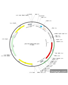 pGL3-U6-sgRNA-PGK-mCherry