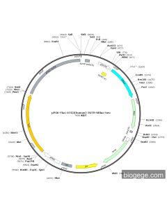 pPGK-Fluc-ATG3(human)-3UTR-hRluc-Neo
