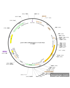 pLV3-CMV-LGMN(human)-3×FLAG-Puro