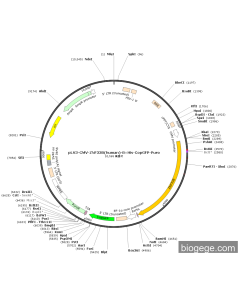pLV3-CMV-ZNF33B(human)-8×His-CopGFP-Puro