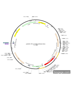 pAAVS1-EF1a-COX8-mCherry-Puro