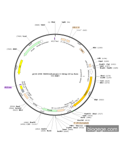 pLV3-CMV-TRIM21(human)-2×Strep-EF1a-Puro