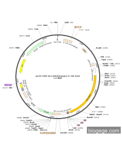 pLV3-CMV-SLC44A3(human)-3×HA-Puro