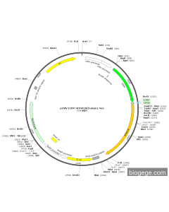 pCMV-EGFP-MTNR1B(human)-Neo