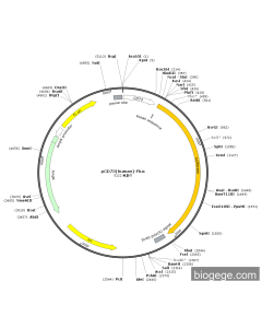 pCD73(human)-Fluc