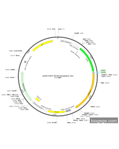 pCMV-EGFP-MTNR1A(human)-Neo