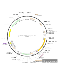 pLV3-CMV-LHX2(human)-3×HA-Puro