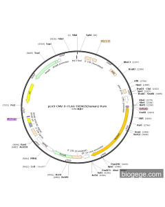 pLV3-CMV-3×FLAG-TRIM25(human)-Puro