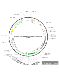 pLV3-CMV-LINC01150(human)-lncRNA-EF1a-CopGFP-Puro