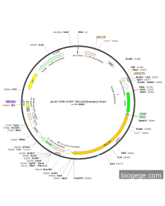 pLV3-CMV-EGFP-TBC1D5(human)-Puro