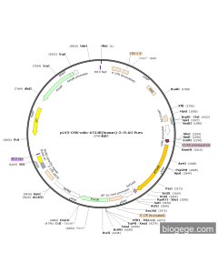 pLV3-CMV-mito-ATG4B(human)-3×FLAG-Puro