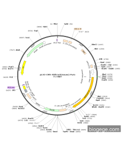 pLV3-CMV-Aldh1a3(mouse)-Puro