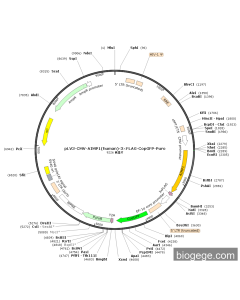 pLV3-CMV-AIMP1(human)-3×FLAG-CopGFP-Puro