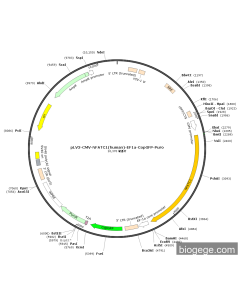 pLV3-CMV-NFATC1(human)-EF1a-CopGFP-Puro