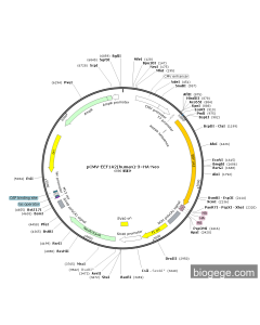 pCMV-EEF1A2(human)-3×HA-Neo