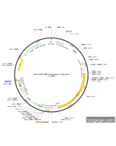 pLV3-CMV-MRE11(human)-6×His-Puro