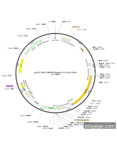 pLV3-CMV-CHRM1(human)-3×FLAG-Puro