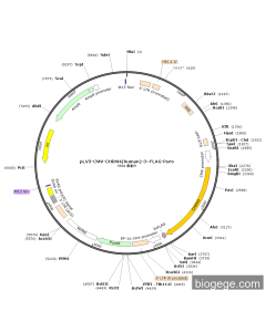 pLV3-CMV-CHRM4(human)-3×FLAG-Puro