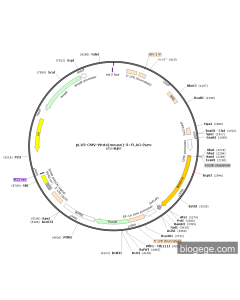 pLV3-CMV-Wnt4(mouse)-3×FLAG-Puro